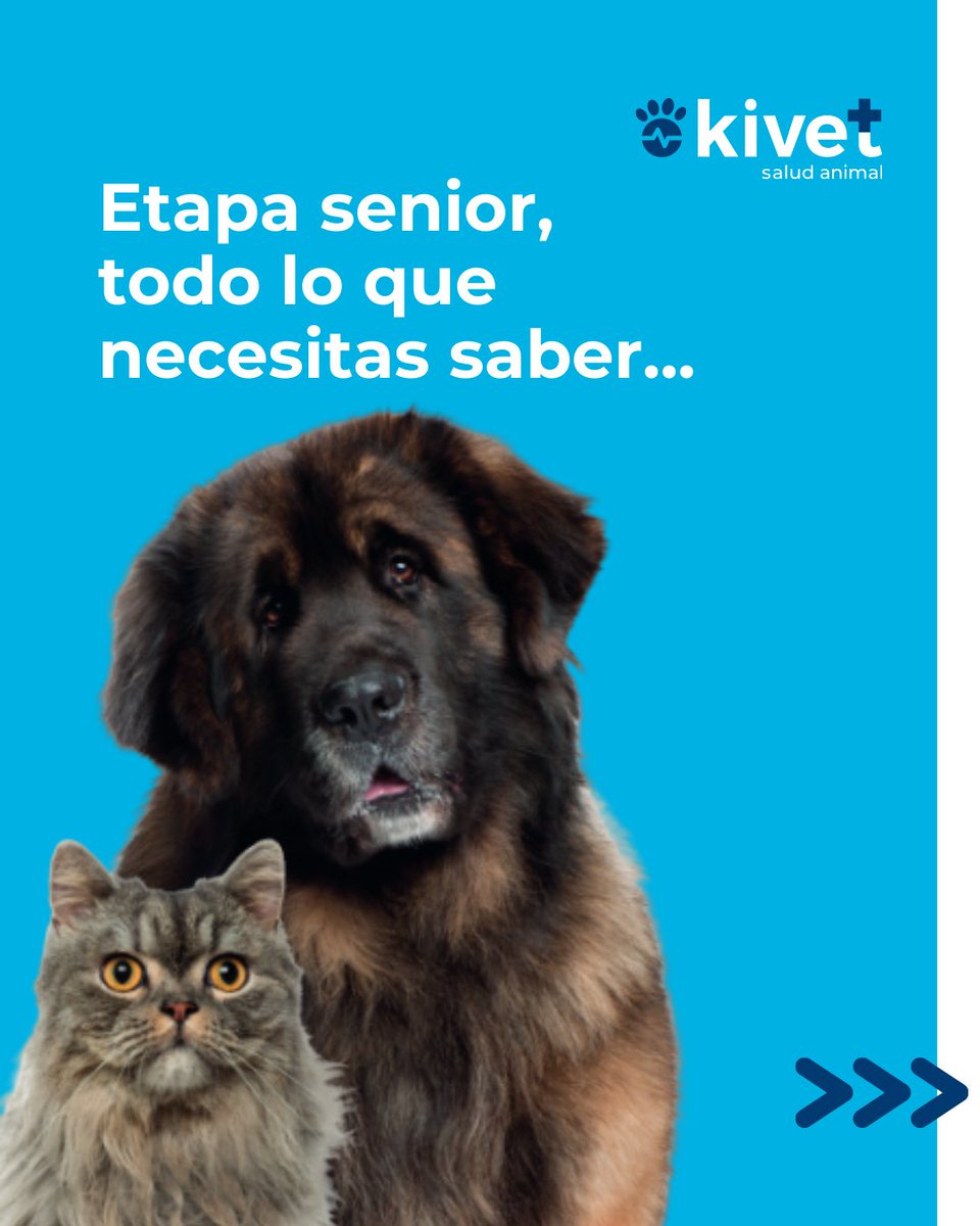 Kivet_'s tweet photo. 🐶🐱 Etapa senior en perros y gatos: todo lo que necesitas saber

Con el paso del tiempo, nuestros animales entran en una etapa en la que sus necesidades cambian. Pero, ¿cuándo se considera que un perro o un gato es senior?

#veterinario #kivet https://t.co/eO5hI14QbH