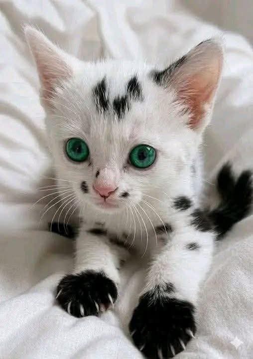 Kristina Bolten tweet media