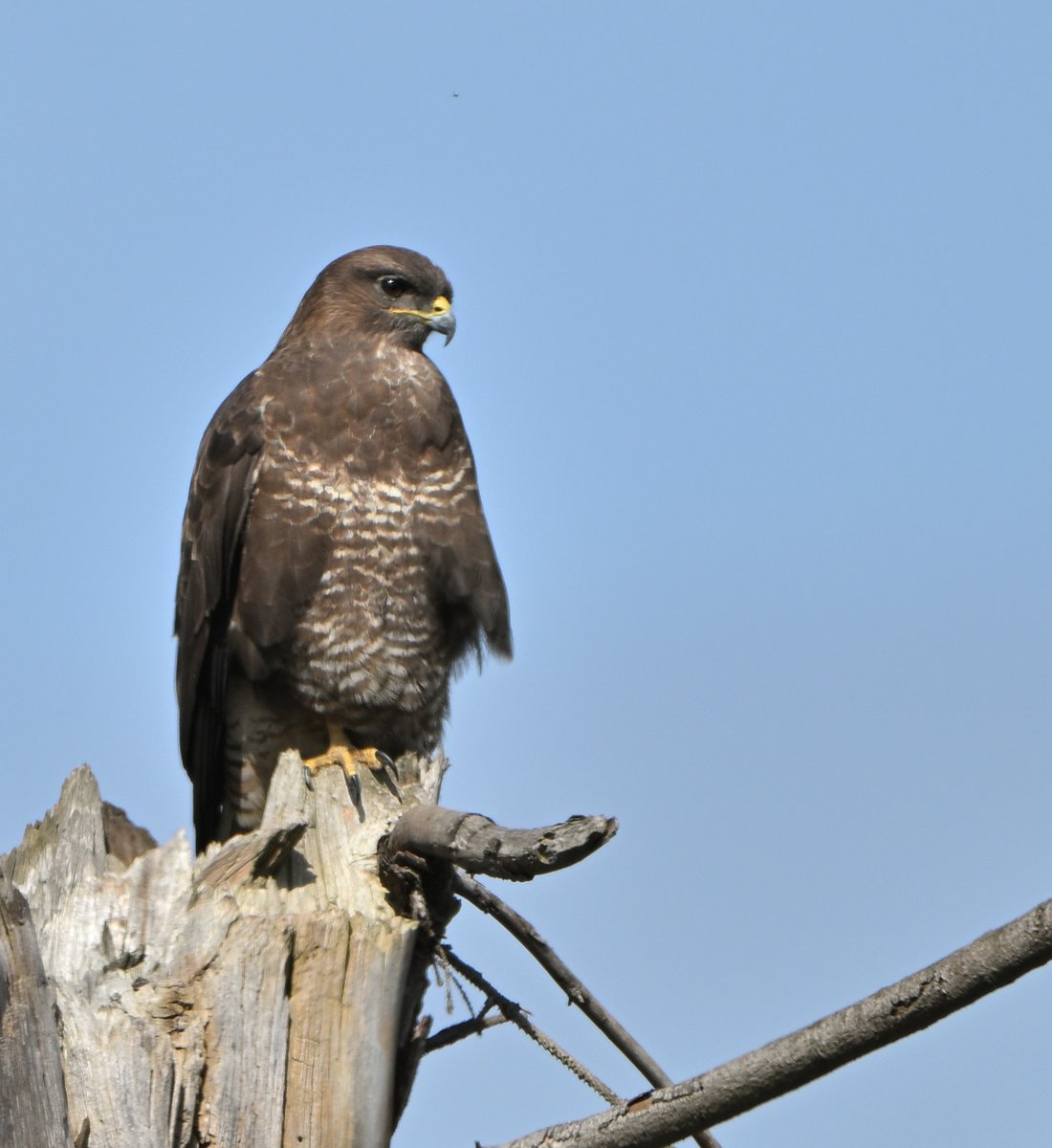 Tom Moodie tweet media