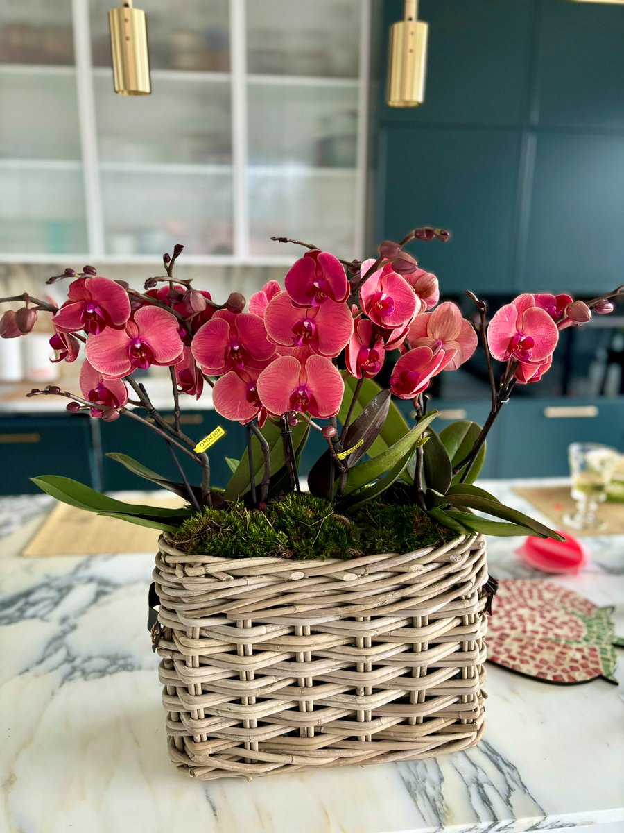 SHEEP🐑 tweet media