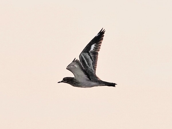 Shoreham Birding tweet media