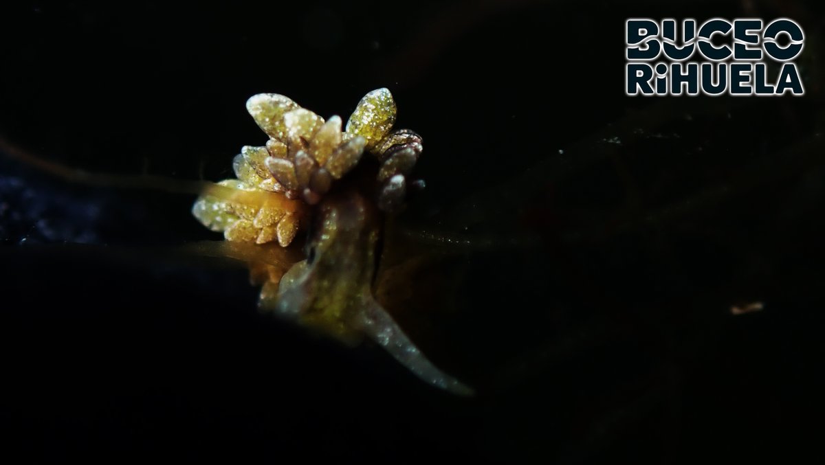 BuceOrihuela tweet media