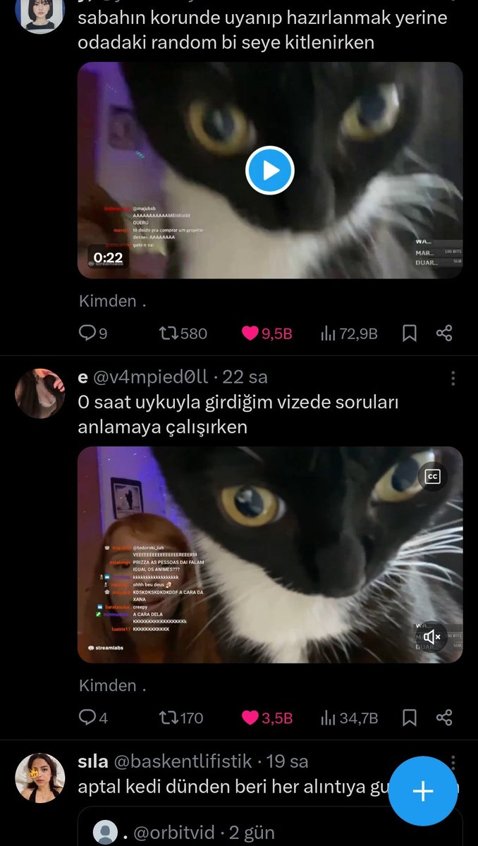 bu kedinin olduğu tum tivitleri beğeniyorum