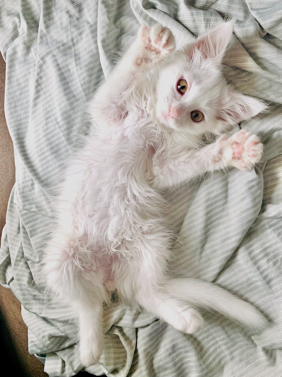 𝘕⧹ₐᵐⅇ ɱ｡₥öᵢ tweet media