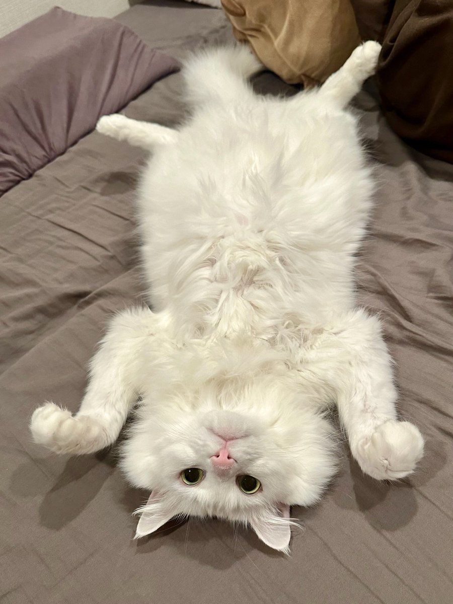 𝘕⧹ₐᵐⅇ ɱ｡₥öᵢ tweet media