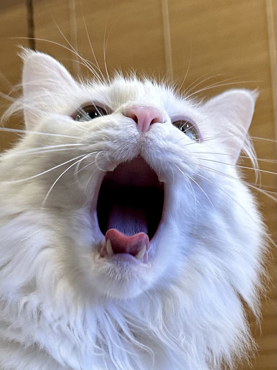 𝘕⧹ₐᵐⅇ ɱ｡₥öᵢ tweet media