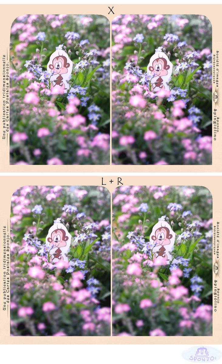 This is from last year.  I had so many "forget me not" flowers.  You can watch them in 3d : ) Cross eye version on top, parallel under it.
#sponjo #stereoscopy #stereoscopic #monkey #3d #relief #flowers