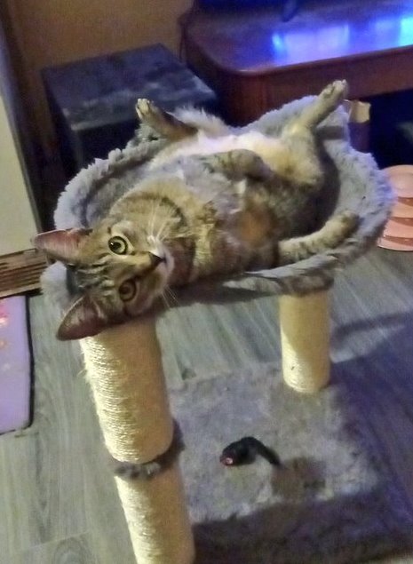 Moustache Cat tweet media