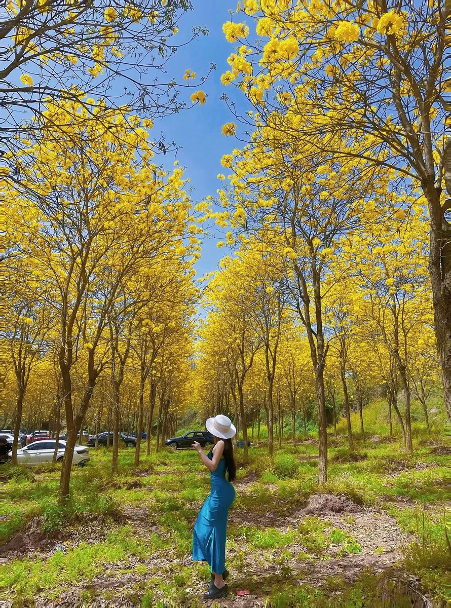 caveryoo tweet media