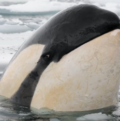 when someone shills you the next rug.

6S7pM7mSq474m8UB9uLbw43zu7VxXFBXmhP5NNSZpump