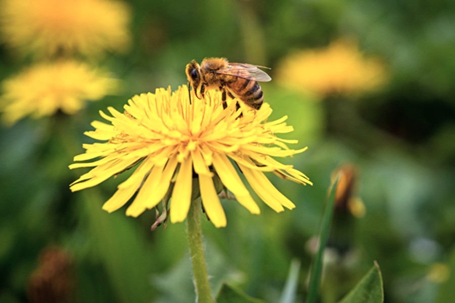 WetTribe's tweet photo. Please don’t pull or spray Dandelions! They are a lifeline for #pollinators on the brink, acting as a crucial early-spring food source when few other flowers are blooming. They provide essential nectar and pollen (protein) that help #bees emerge from winter. https://t.co/399xID5fdc