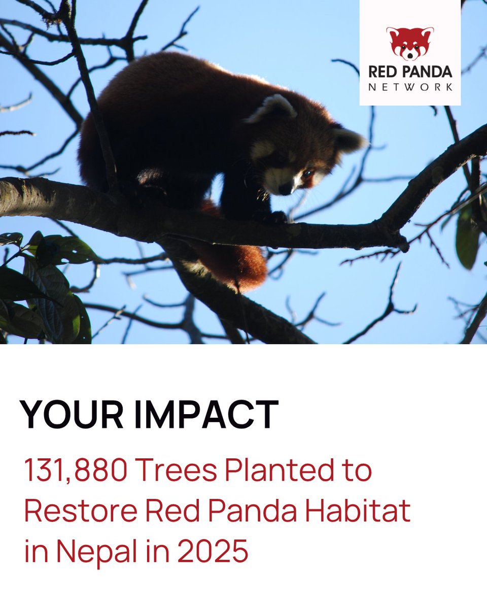 Red Panda Network tweet media