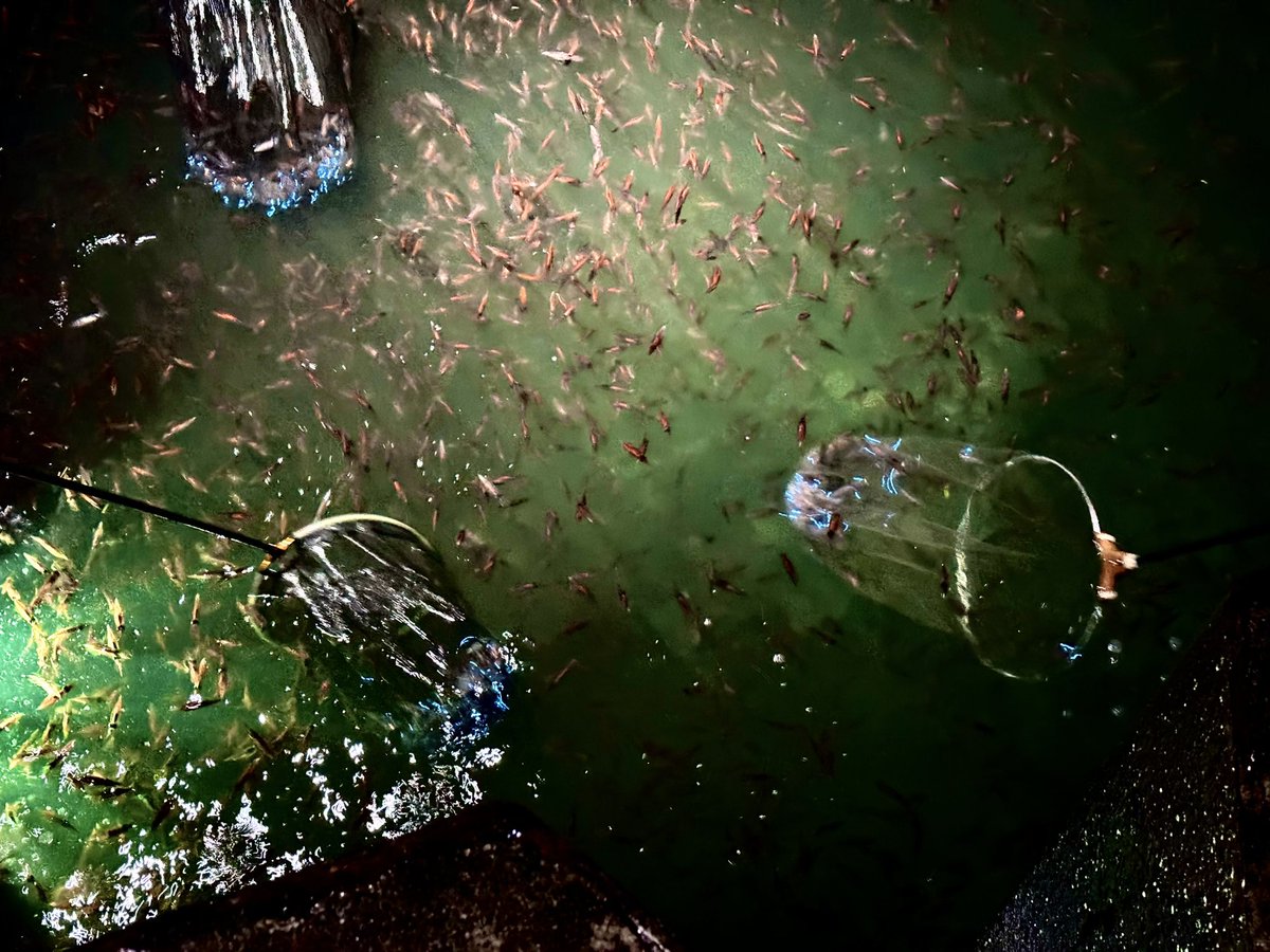 47AgDragon(しるどら)運命の悪魔好評発売中 tweet media