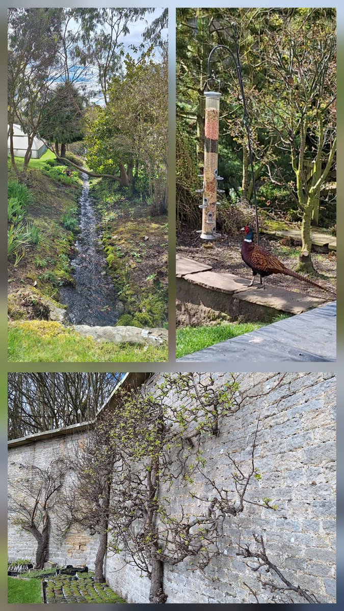 helendrinkstea's tweet image. Evening all. Lovely day at the gorgeous Eggleston Nurseries where I spotted a rather large visitor at the bird feeder 😂 #SmallBeautiesHour #BecauseofClem #ThreadofGold #RubbishBirdPics (pic might need a click)