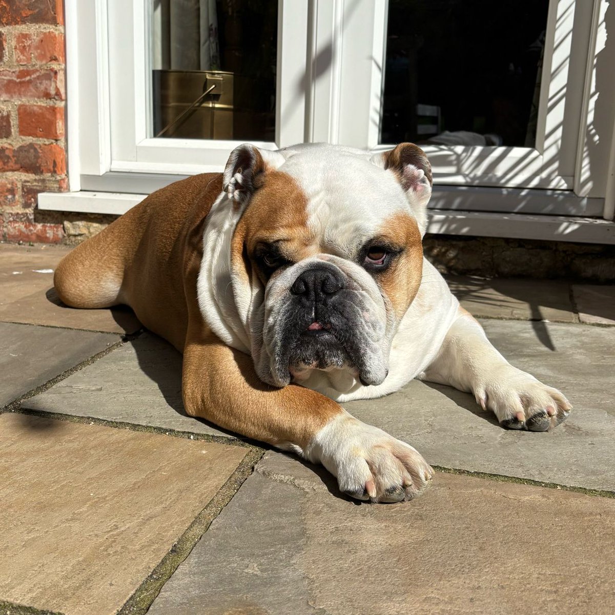 barney_bulldog's tweet image. I hope everyone has had a good #EasterMonday I’ve just been told it’s back to work tomorrow!! 🐶🐾❤️ Barney #BarneyTheBulldog #DogsOfTwitter #DogsOfIG #EnglishBulldog