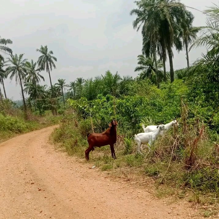 Kingsley Egbonyi 🐐 tweet media