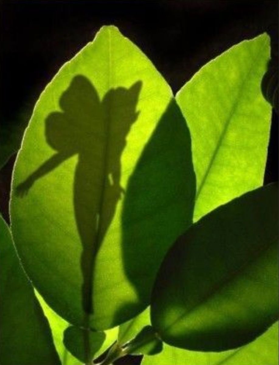 aphr0di5iac tweet media