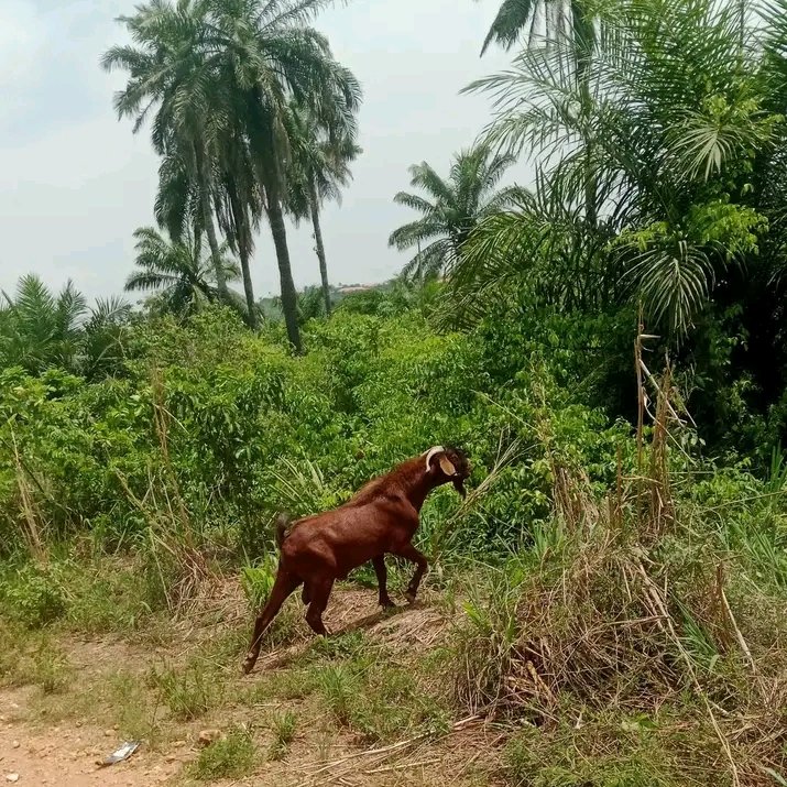 Kingsley Egbonyi 🐐 tweet media