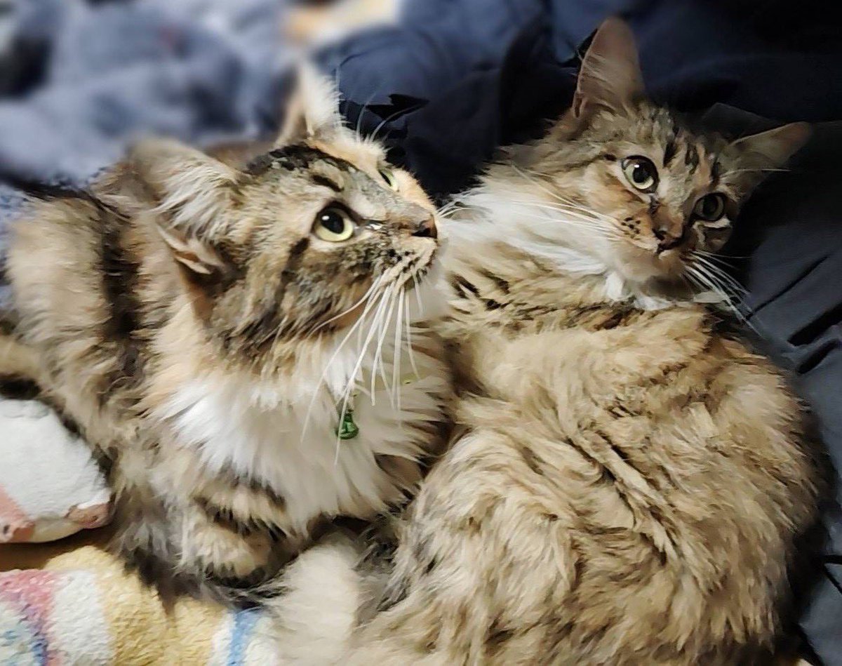 ⋆⑅桜兎血はるるん🐇 tweet media