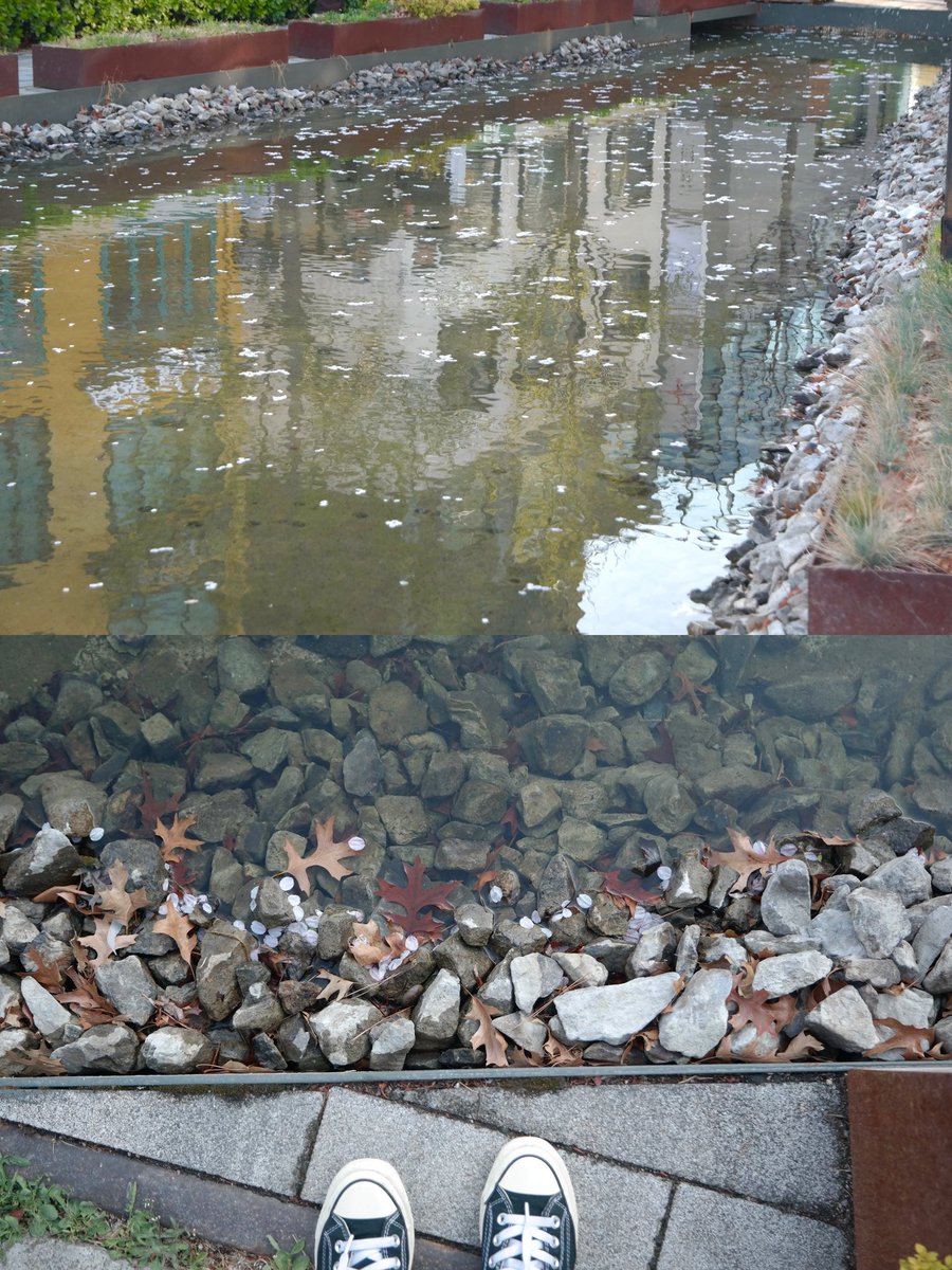 つくし tweet media