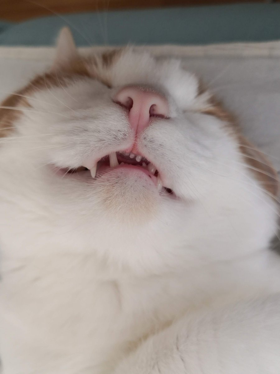 Dev-Pati tweet media