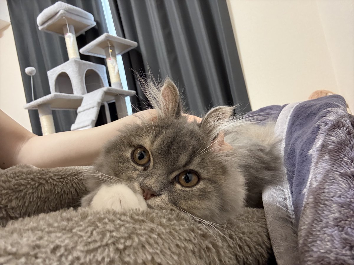 サイちゃん(0)のかいぬし tweet media