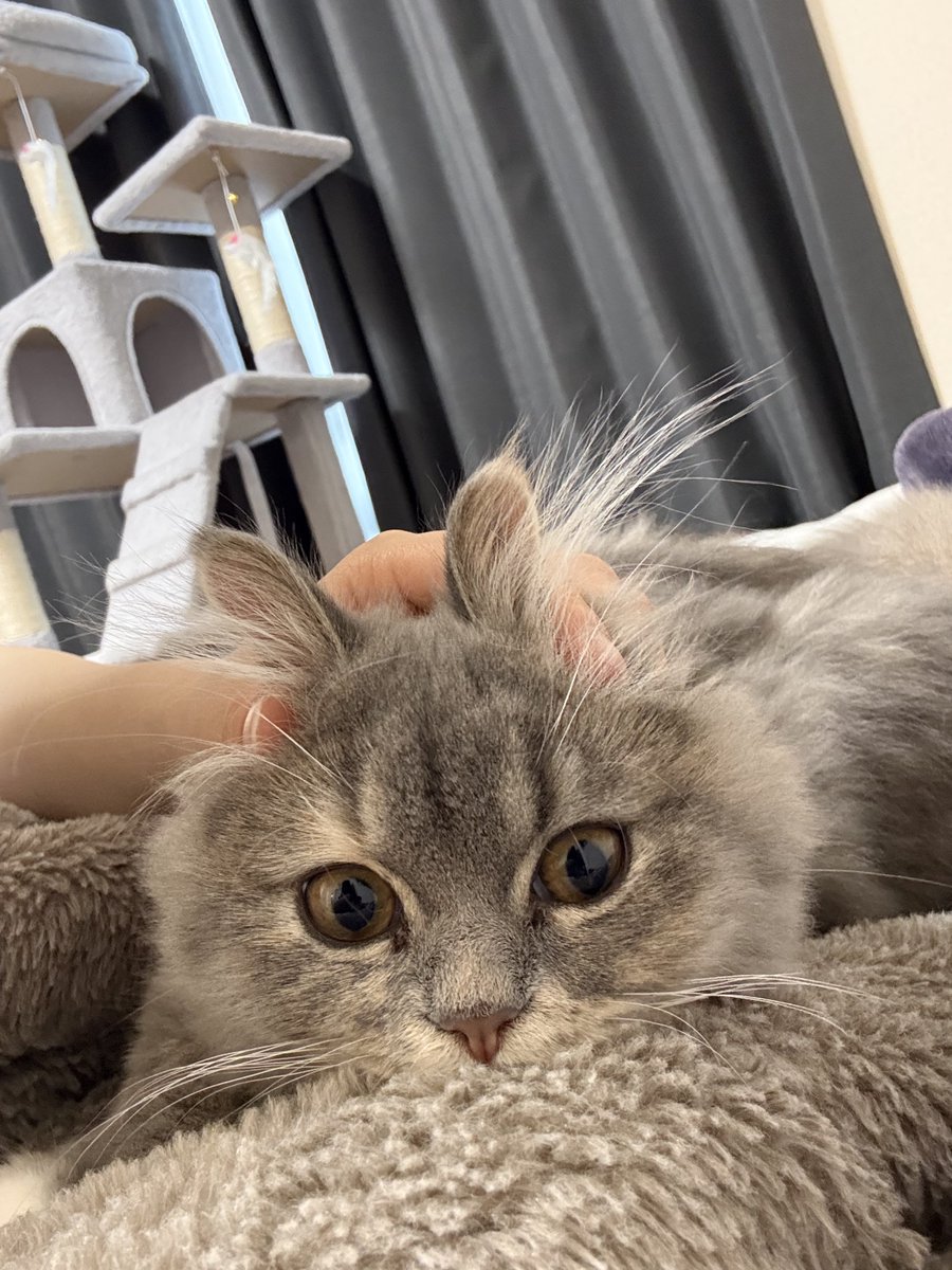 サイちゃん(0)のかいぬし tweet media