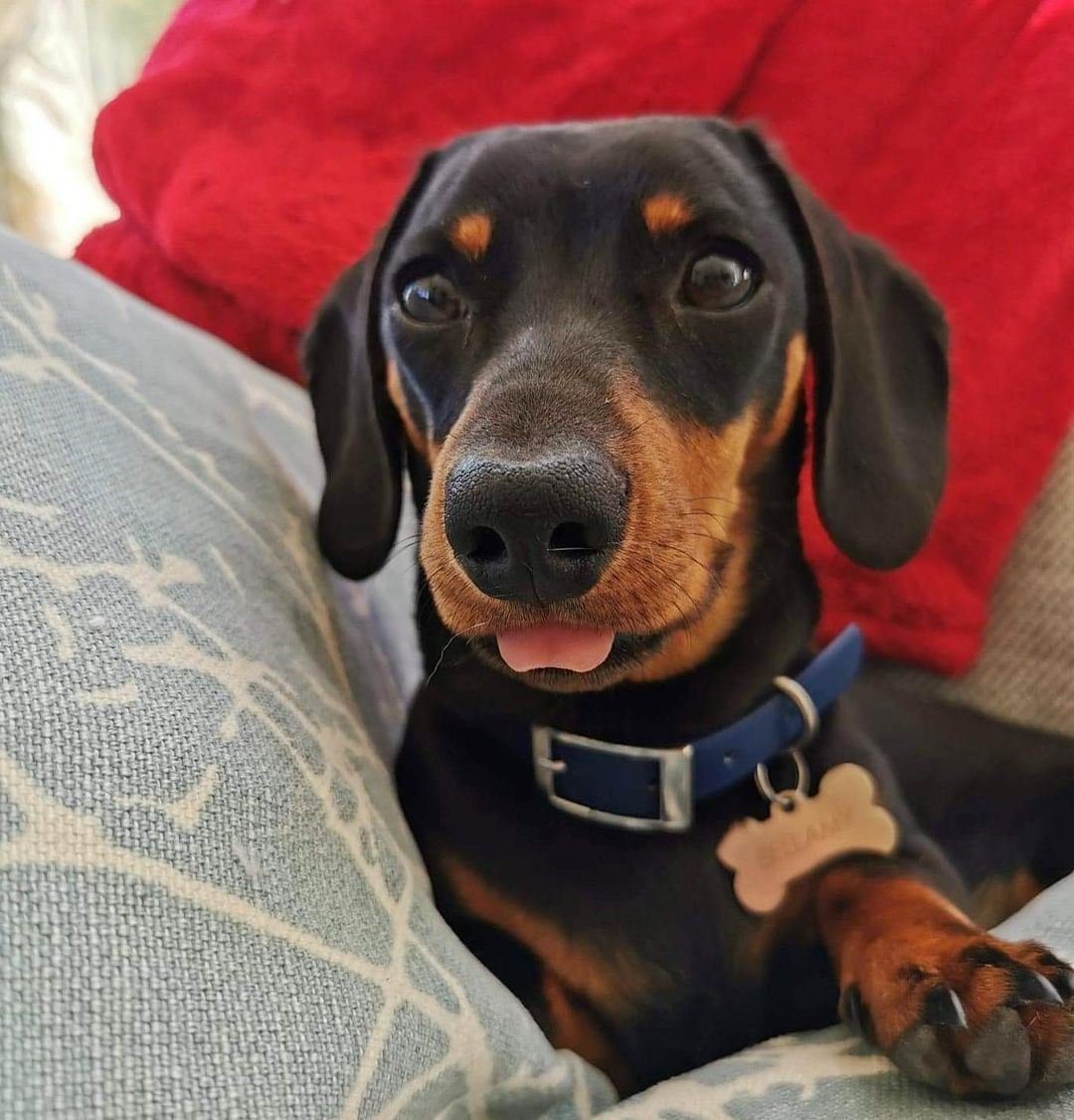 Salsichinhas tweet media