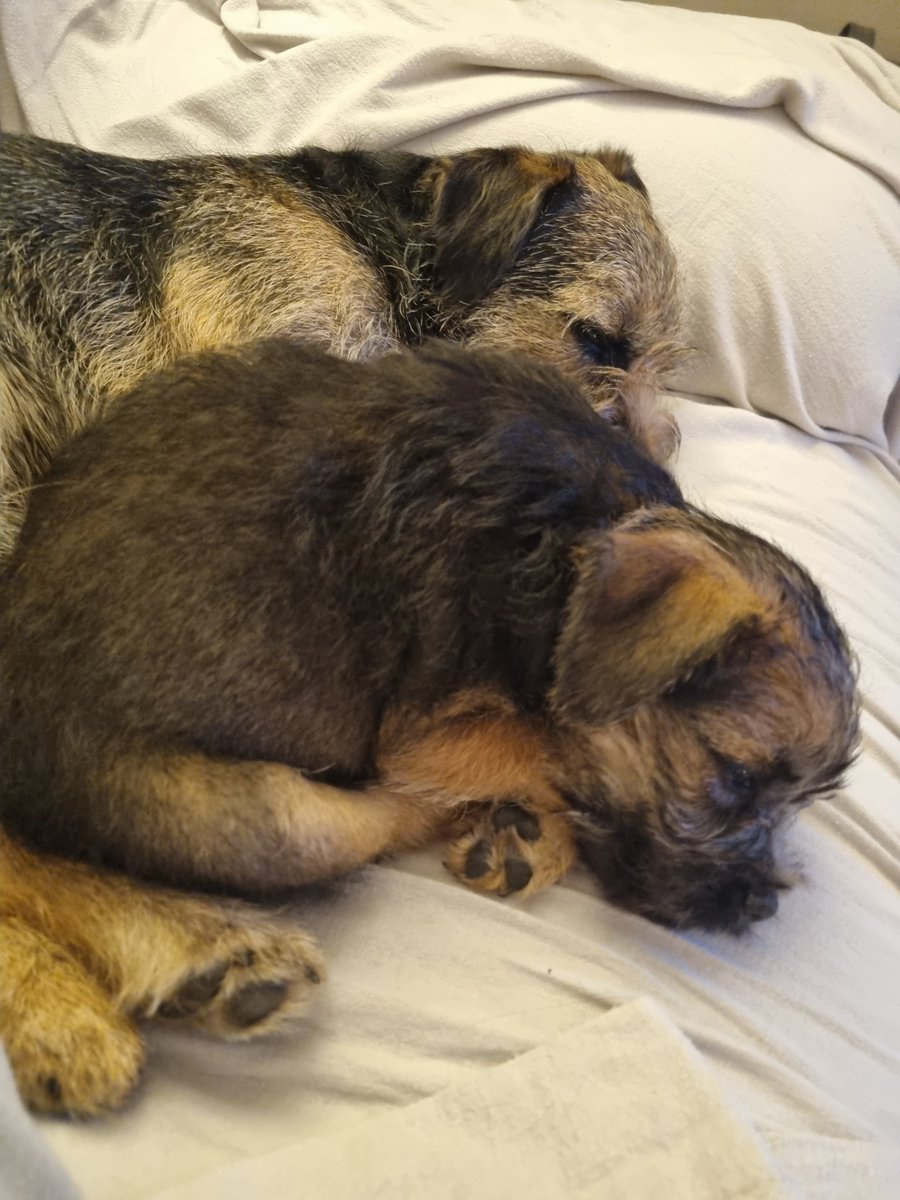 Nipper_BorderTerrier tweet media