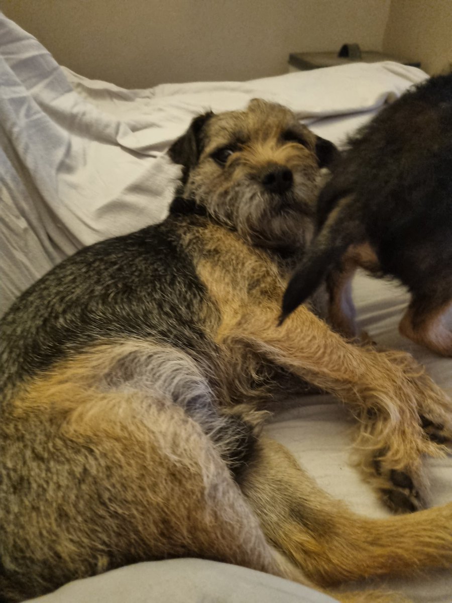 Nipper_BorderTerrier tweet media
