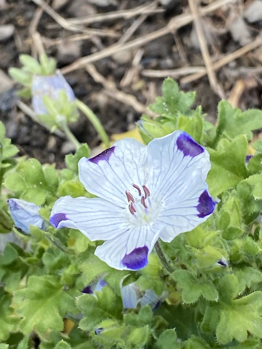 ใใตใใต tweet media