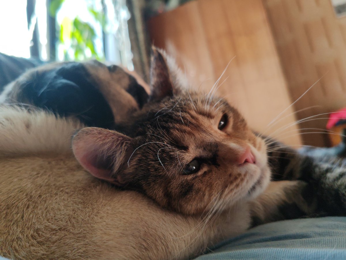 BadAngryPanda tweet media