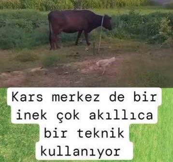 Joseph Leaõ 🇳🇬 tweet media