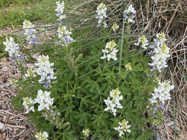 CBS Austin tweet media