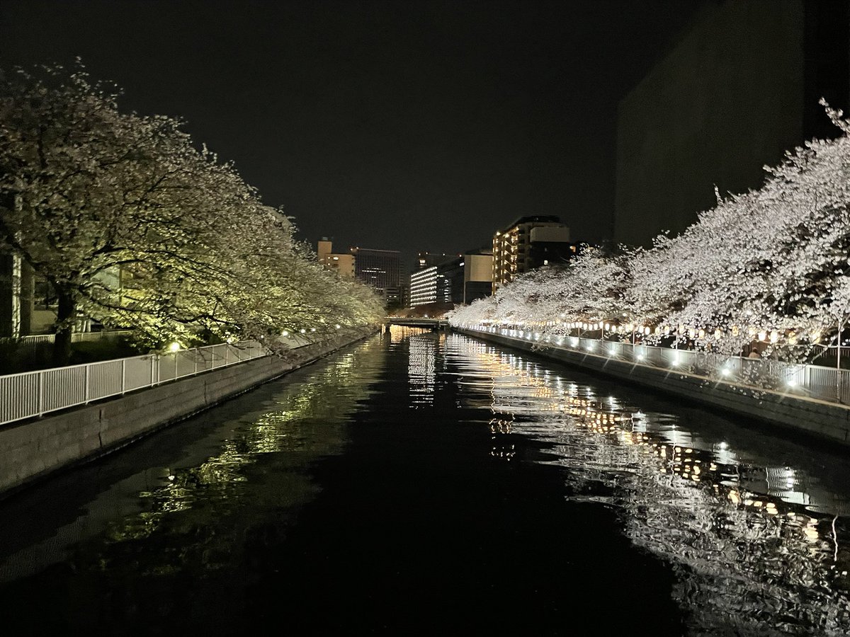 yunowan's tweet photo. 夜桜も昼の桜もきれいだったねえ https://t.co/HxD3rRr0Ol