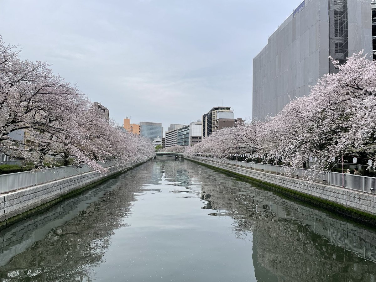 yunowan's tweet photo. 夜桜も昼の桜もきれいだったねえ https://t.co/HxD3rRr0Ol