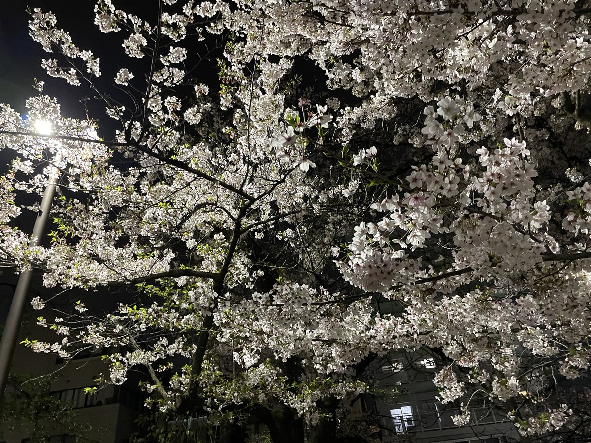 yunowan's tweet photo. 夜桜も昼の桜もきれいだったねえ https://t.co/HxD3rRr0Ol