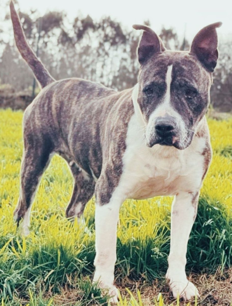 SOS Abuelos tweet media