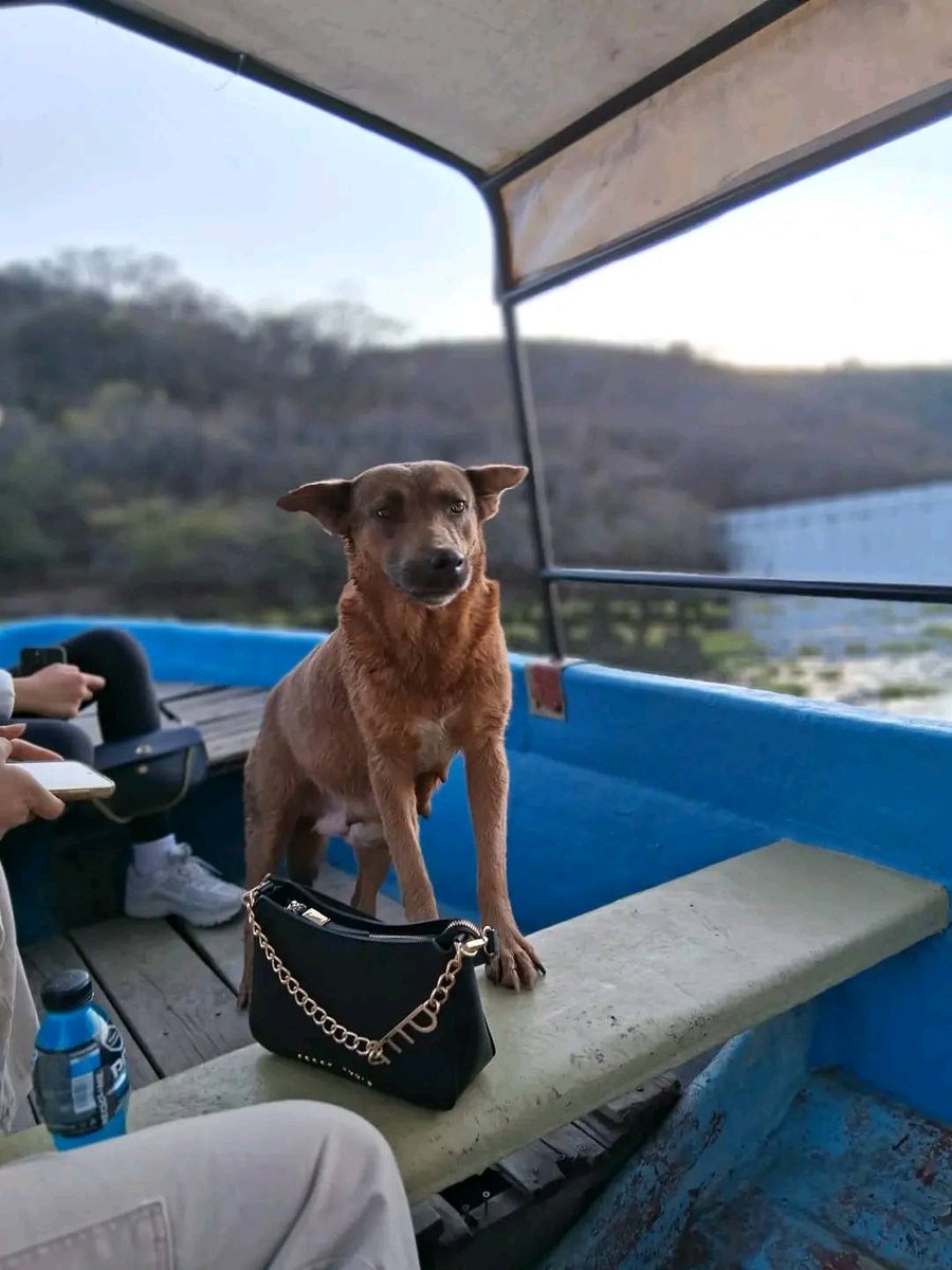#Oaxaca | Envenenan a Beni, perrita que ayudó en la limpieza de la presa Yosocuta en Huajuapan de León

👉 estado20.com/estado/envenen…