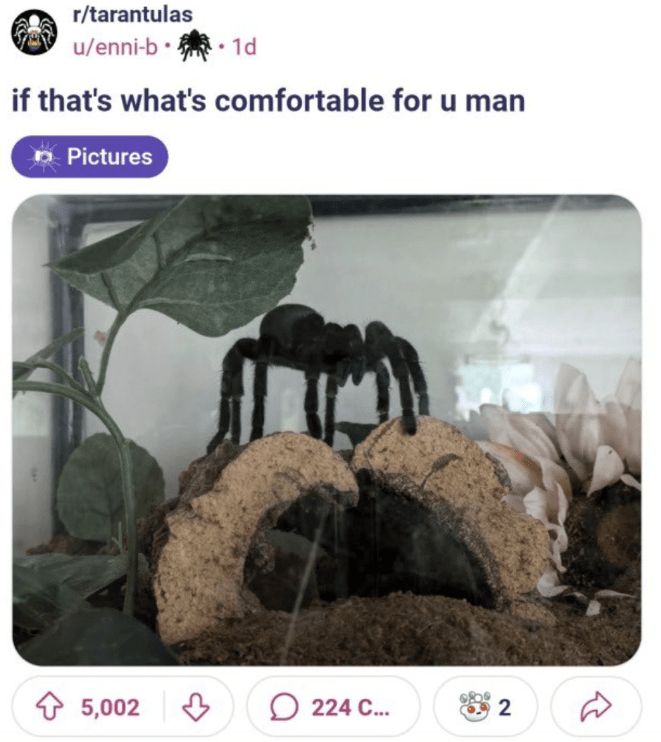 shadoomf🪲🇵🇸(homunculus enjoyer) tweet media