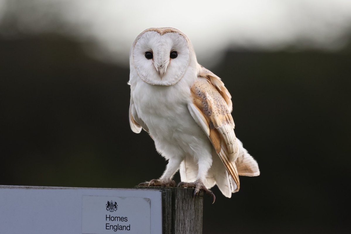 Steve Hubbard tweet media