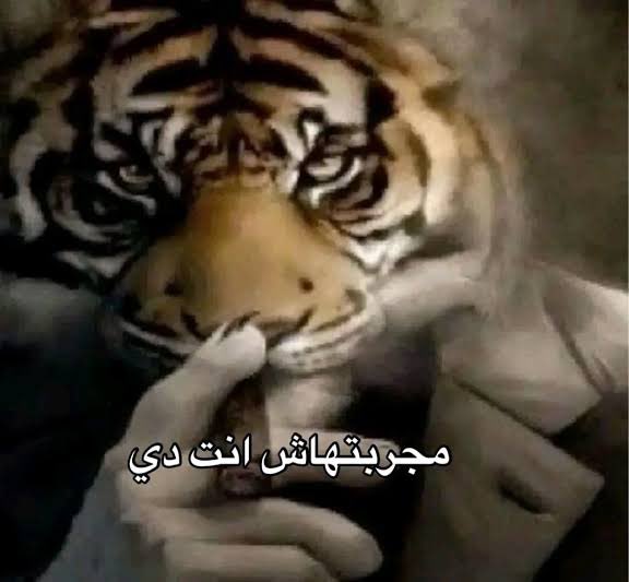 تمر ب لبن tweet media