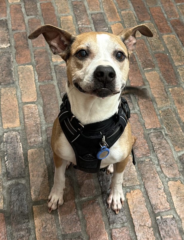 Beagle Freedom Project tweet media