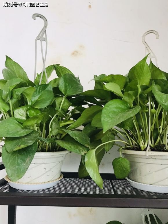 Damaris Velez tweet media