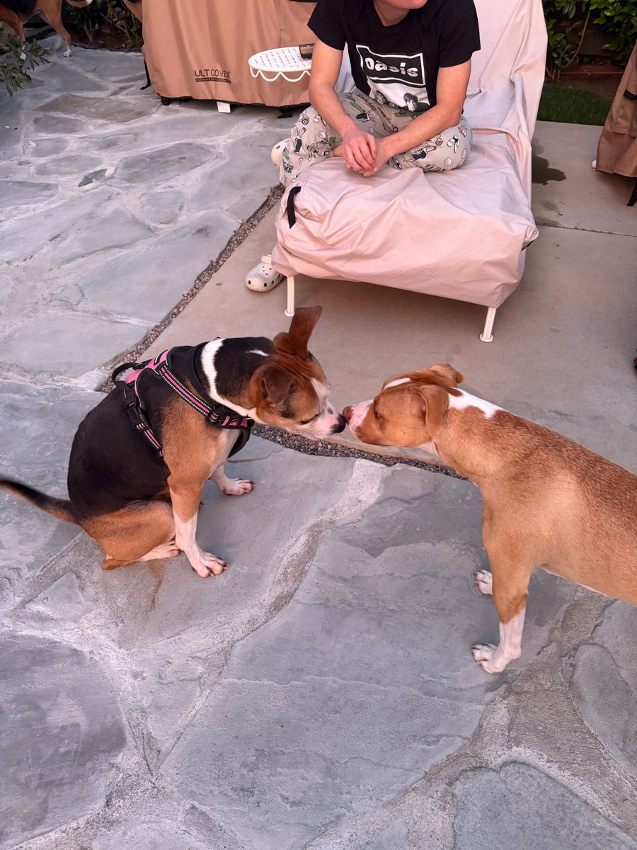 Beagle Freedom Project tweet media