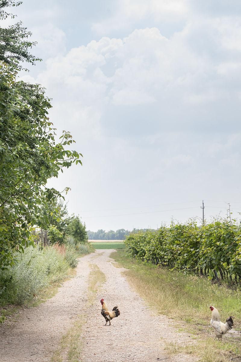 AustrianwineUSA's tweet image. Why did the chicken cross the road 🐔 ? To get to the Austrian wine party, of course. 

Who would you bring to your wine party? Tag your favorite wine friend and let's get this party started.

#AustrianWine
*Supported by the European Union
(c) Austrian Wine / Blickwerk Fotografie
