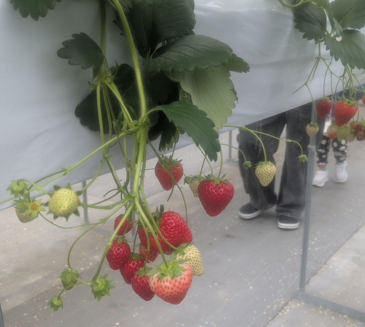 Clover25201's tweet photo. 今年は🍓狩り行って😊
お花見は行けず💦
買い物途中の🌸と菫💕 https://t.co/A4xTzCX8Ae