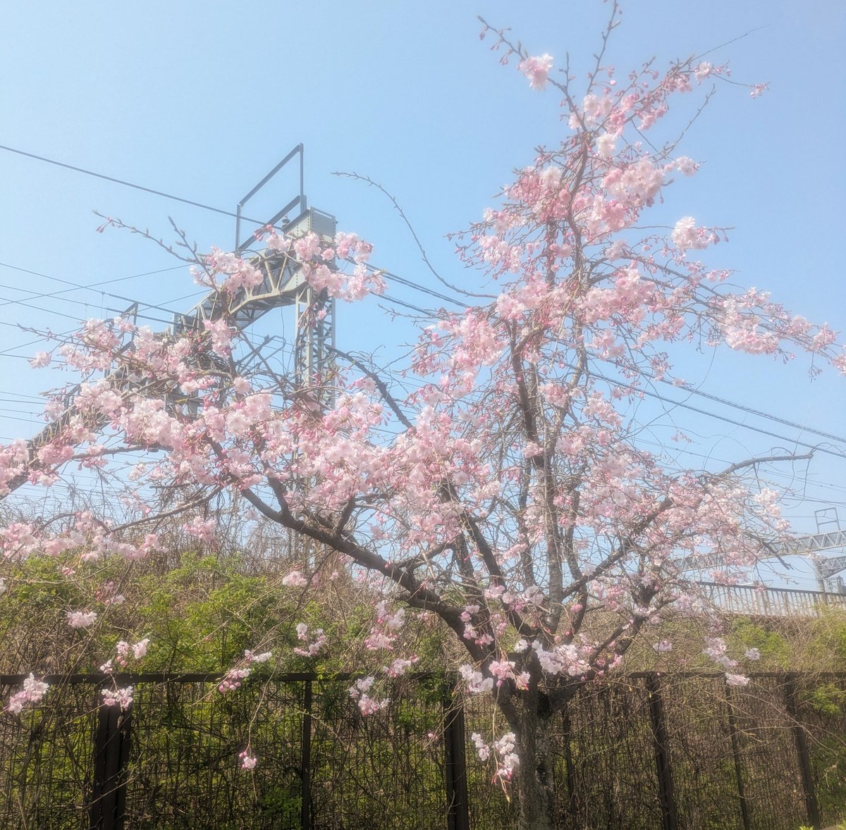 Clover25201's tweet photo. 今年は🍓狩り行って😊
お花見は行けず💦
買い物途中の🌸と菫💕 https://t.co/A4xTzCX8Ae