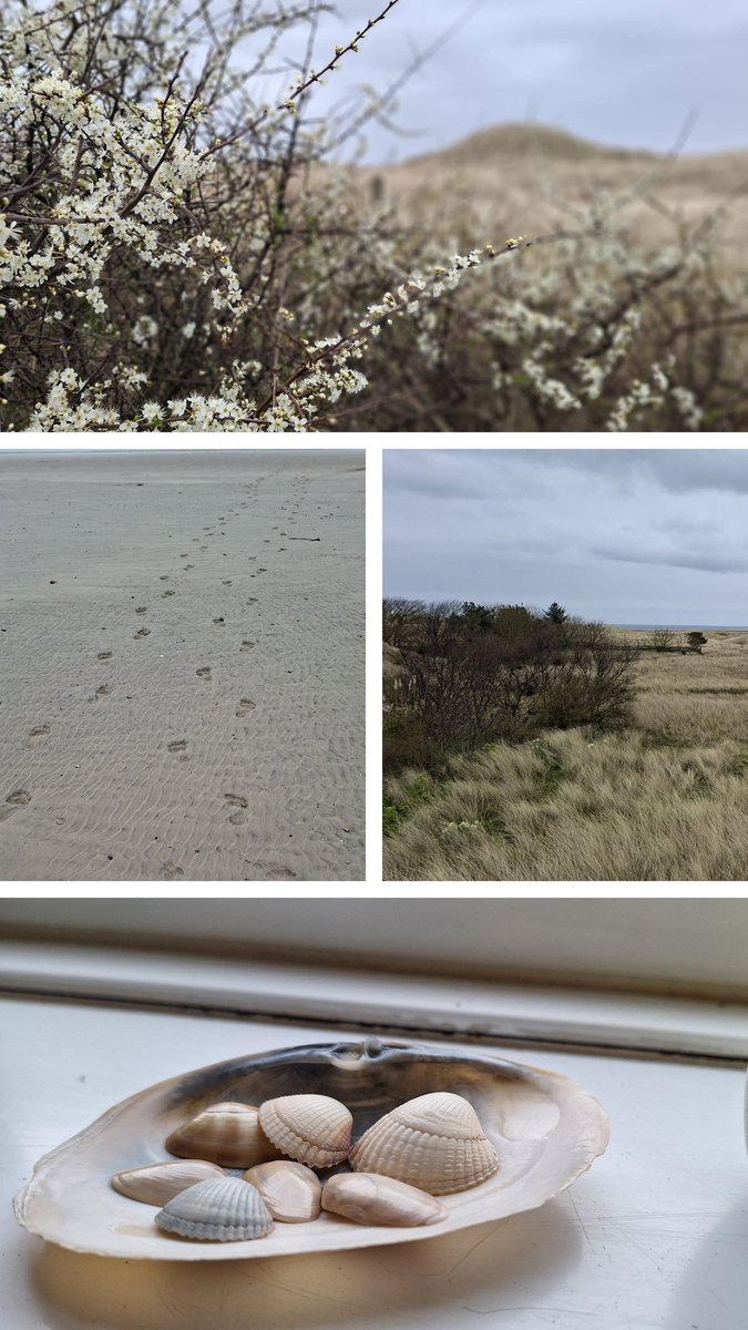 helendrinkstea's tweet image. Lovely trip to Lindisfarne at the weekend -  windswept and inspirational 💙 #SmallBeautiesHour #BecauseofClem #ThreadofGold