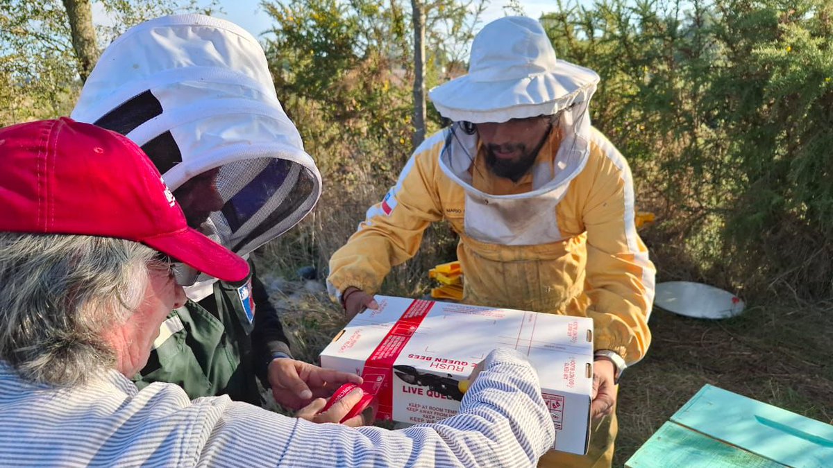 sagchile's tweet image. Funcionarios de @sagchile oficina #Temuco certificaron la exportación de 🐝 mil  abejas reina y cinco mil nodrizas con destino a #Canadá. Las especies provienen de apiarios de la Coperativa de Trabajo SurAndina Apícola Ltda., cumplieron con los requisitos sanitarios exigidos.
